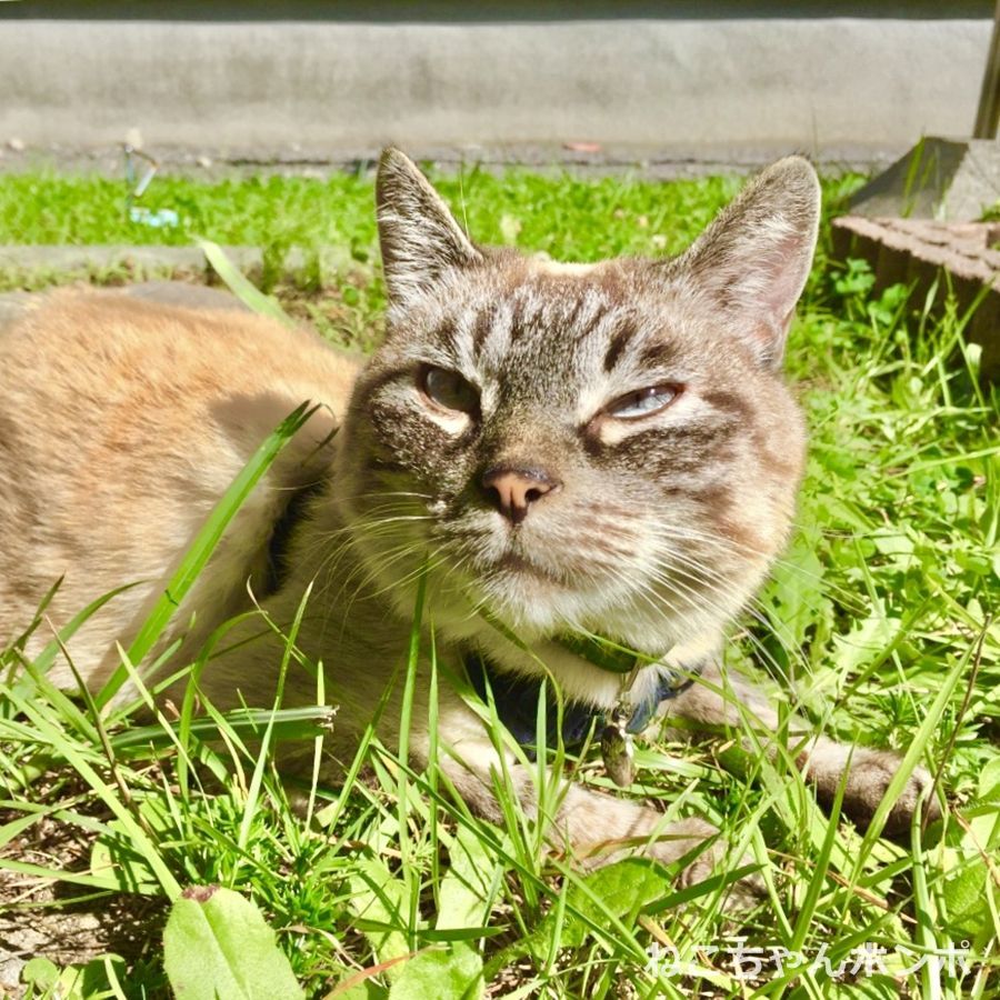リードをつけてお散歩を楽しむお散歩ねこです 今日のねこちゃんより あらし 6歳 投稿者 Love肉球 猫好きさんとつながりたい ねこちゃんホンポ 猫 ねこ ねこ部 にゃんすたぐらむ にゃんこ にゃんだふるライフ ふわもこ部 ネコ ねこのいる生活 リードをつけてお散歩を楽しむお散歩ねこです 今日のねこちゃんより あらし 6歳 投稿者 Love肉球 猫好きさんとつながりたい ねこちゃんホンポ 猫 ねこ ねこ部 にゃんすたぐらむ にゃんこ にゃんだふるライフ ふわもこ部 ネコ ねこのいる生活
