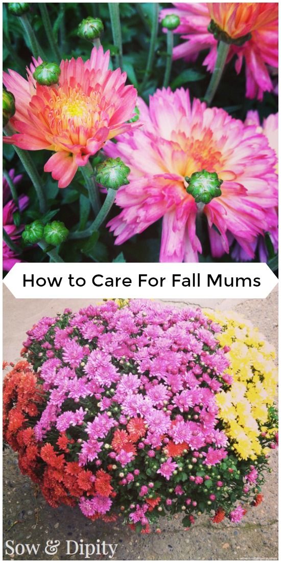 how to care for fall mums garden pretties how to pinterest
