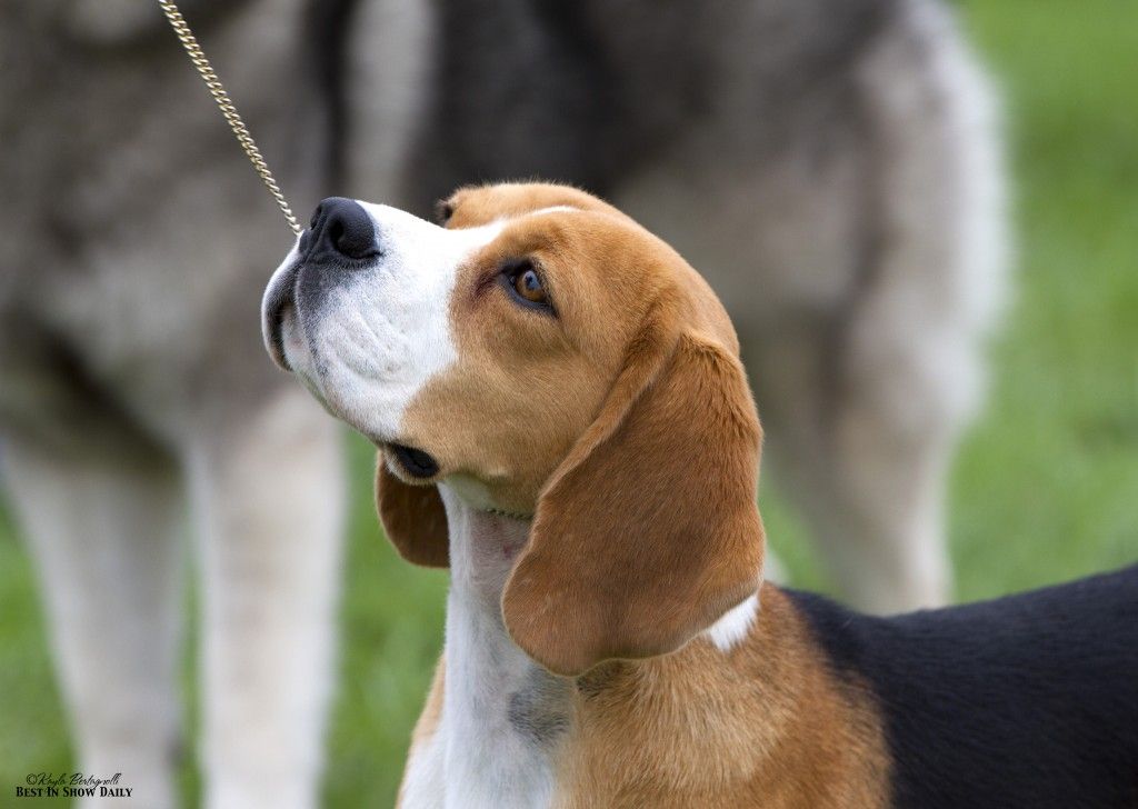 Yay Miss P The 15 Beagle Pulled An Upset Winning Best In