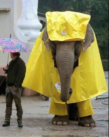 Elephant In Rain Gear Elephant Funny Animals Elephant Pictures