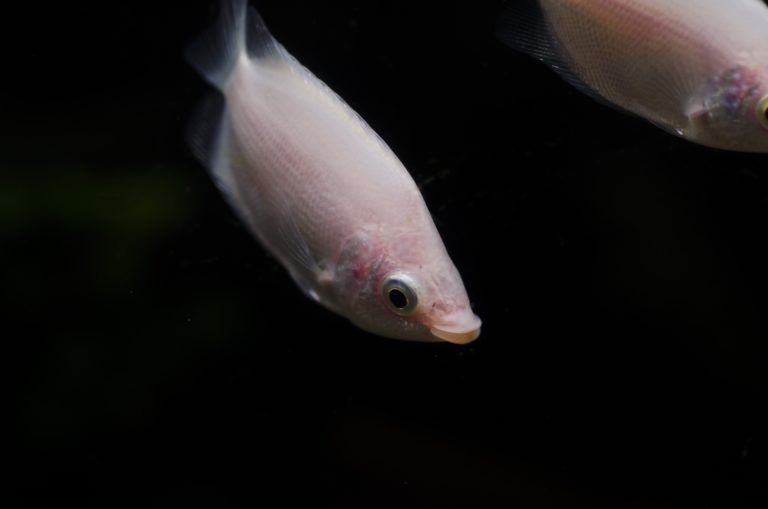 熱帯魚 グラミーの特徴と飼育方法を紹介 人気の種類と混泳 寿命 繁殖方法は Woriver 熱帯魚 ミクロソリウム ネオンテトラ 熱帯魚 グラミーの特徴と飼育方法を紹介 人気の種類と混泳 寿命 繁殖方法は Woriver 熱帯魚 ミクロソリウム ネオンテトラ