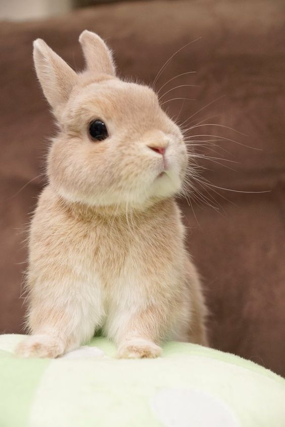 Cute rabbit Cute rabbit