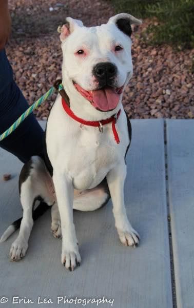 Adopt Daisy On Pitbull Terrier Pitbulls American Bulldog Mix