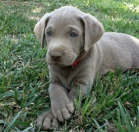 Pin By Melissa Mckinney On Animals Lab Puppies Silver Lab