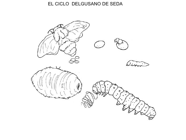 Resultado de imagen de proyecto gusanos de seda infantil Resultado de imagen de proyecto gusanos de seda infantil