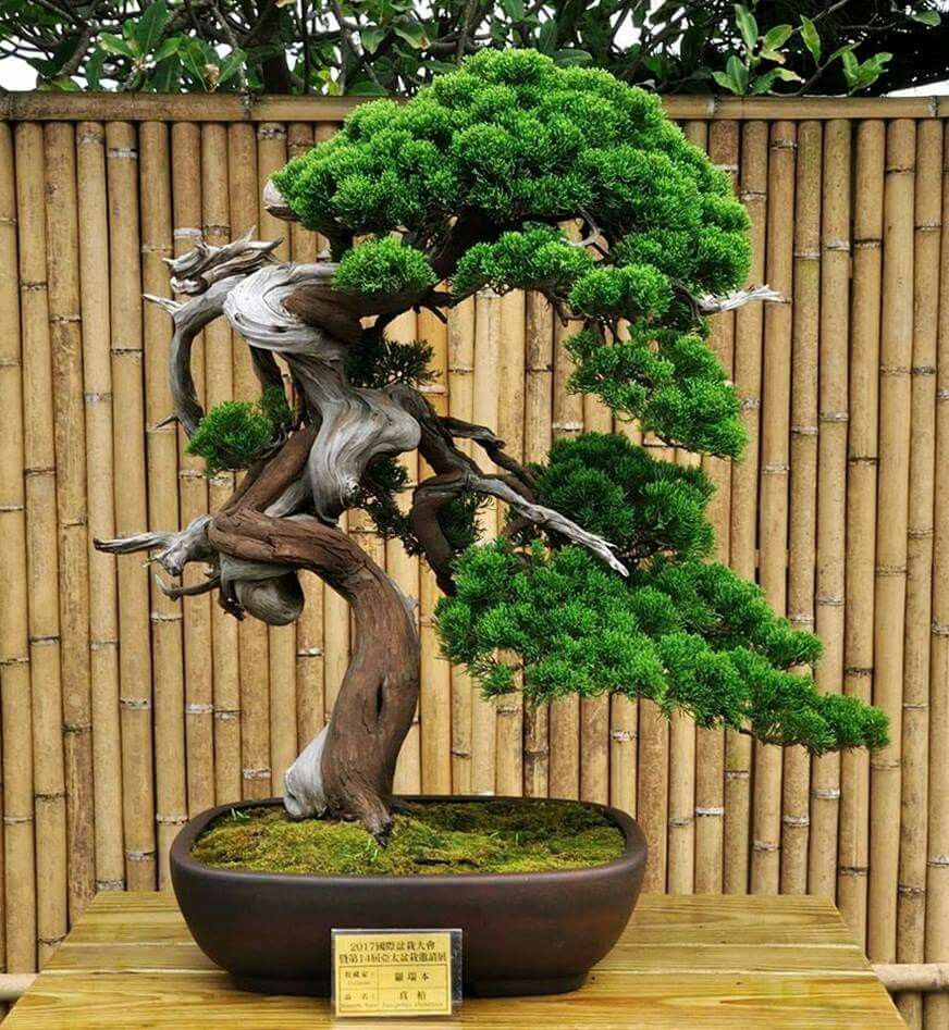 Pin By Austin Comeaux On Bones Eye Bonsai Tree Types Bonsai Tree Types