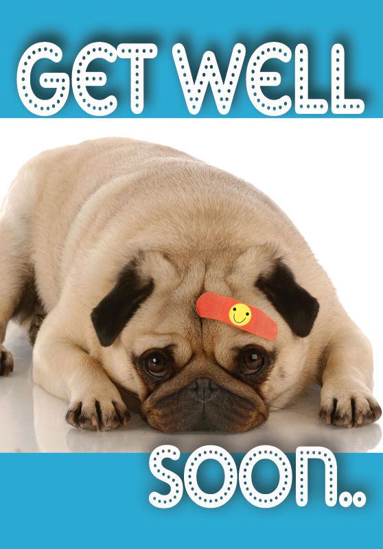 Get Well Get Well I Love Dogs