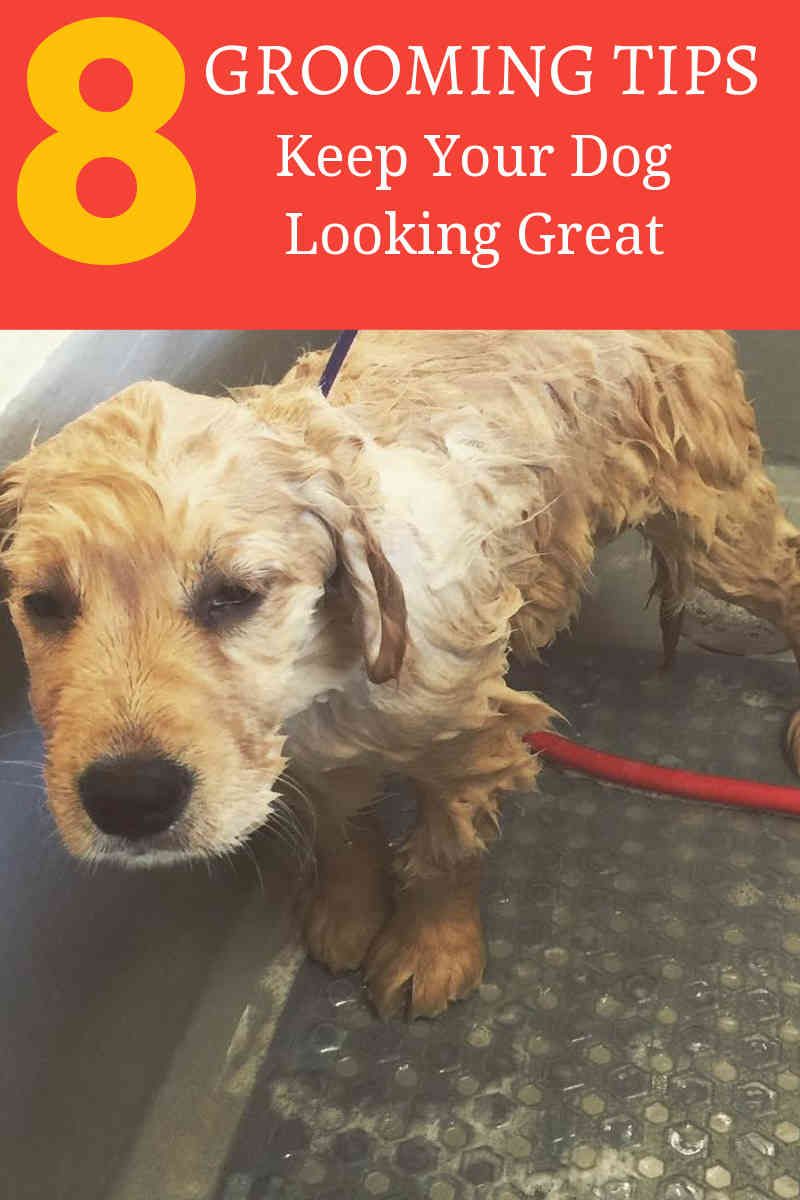 Dog Grooming Can Be An Expertise Which Is Best Left For The