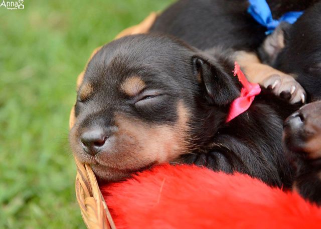 This Is What Happens When You Replace Babies With Puppies Super