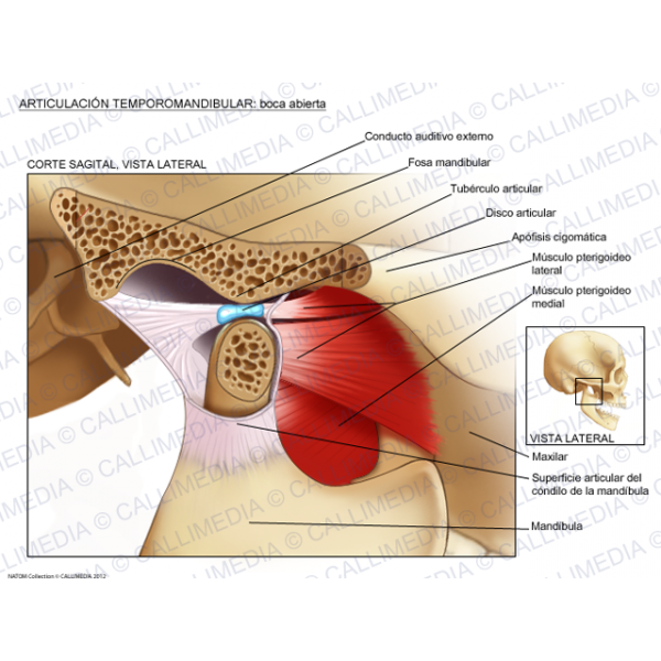 Pin On Anatomía