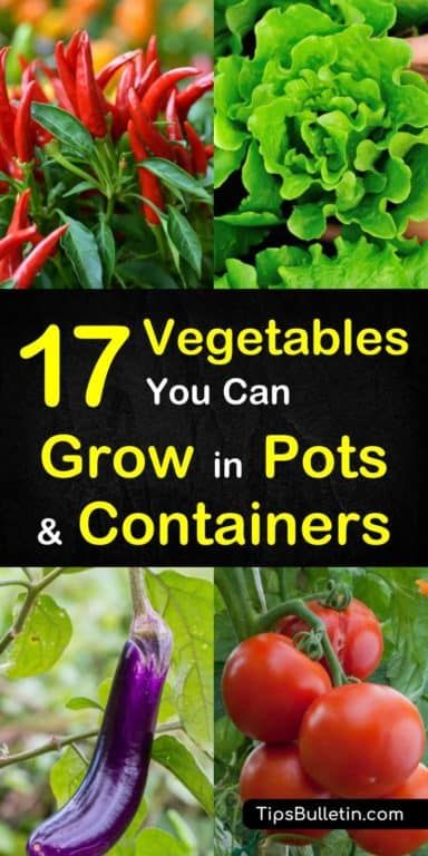 17 Vegetables that You Can Grow in Pots and Containers