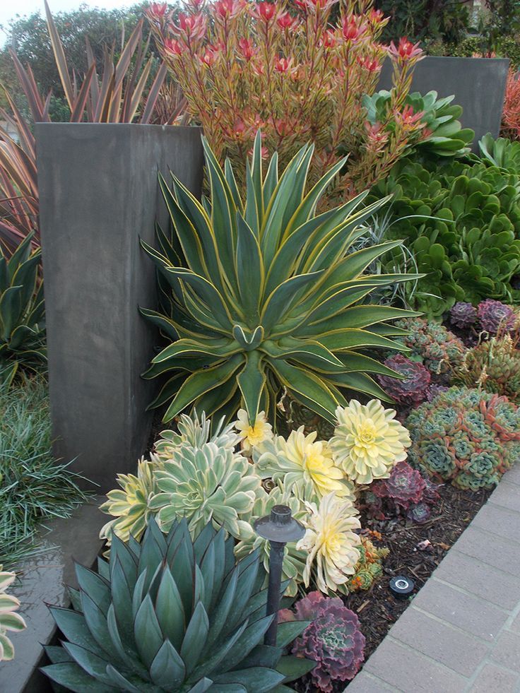50 ways of creating an enchanted succulent garden in your backyard ... Composizione piante grasse giardino