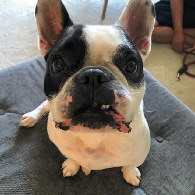 Miloh Wants To Know Is It Friday Yet Lifeofmiloh K9logic
