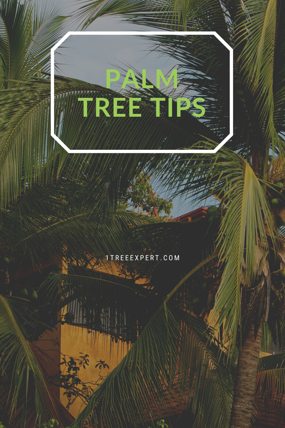 78 florida trees ideas in 2021 florida trees tree removal service tree service coconut tree removal on 78 florida trees ideas in 2021 florida trees tree removal service tree service florida trees tree removal service