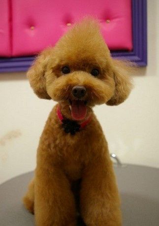 Animal Pet Cute Dog Cute Animals Baby Animals Cute Dogs