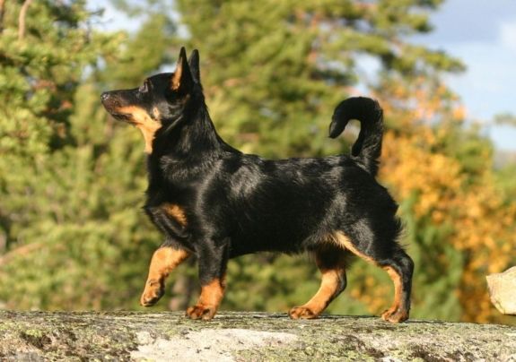Lancashire Heeler The Lancashire Heeler Kind Of Looks Like A