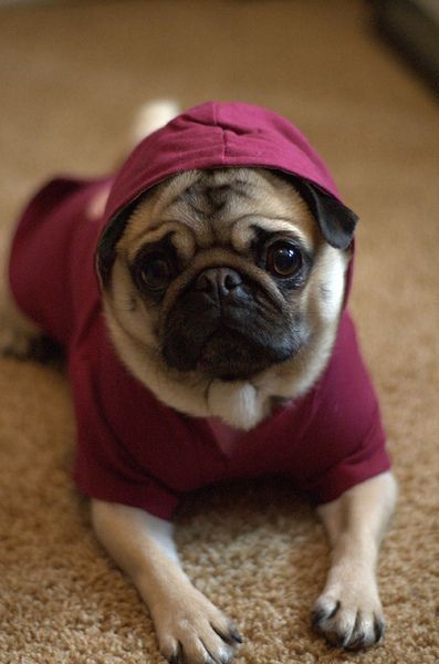 My Ideal Pet A Pug In A Hoodie Without Breathing Problems