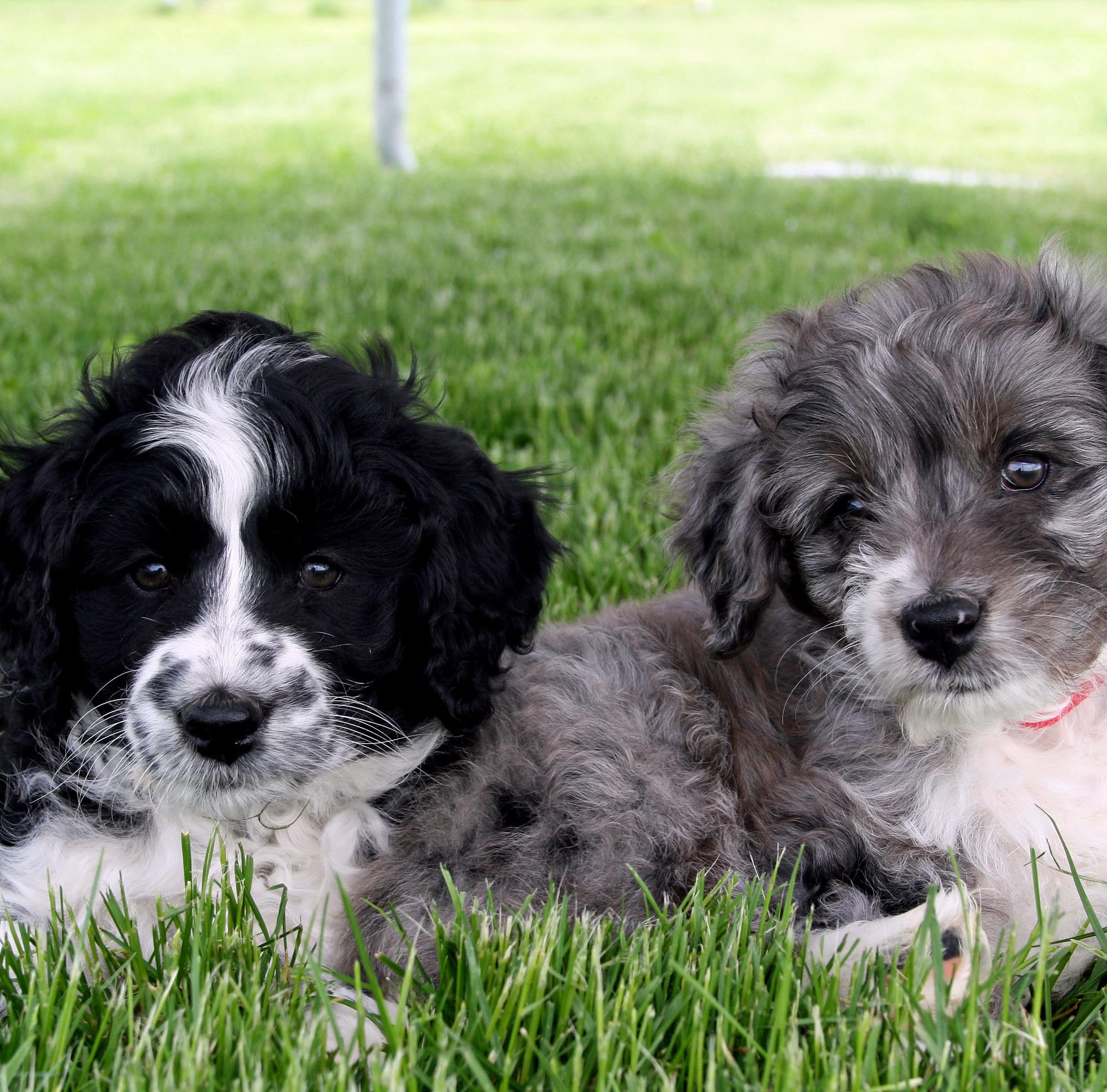 Aussiedoodle Puppies Avaliable Our Australian Shepherds And
