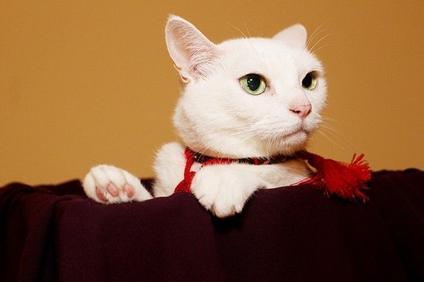 変顔 萌え顔を披露 人気猫 玉之丞の厳選写真点 画像17 25 最新の映画ニュース 映画館情報ならmovie Walker Press 猫 猫 侍 白猫 変顔 萌え顔を披露 人気猫 玉之丞の厳選写真点 画像17 25 最新の映画ニュース 映画館情報ならmovie Walker Press 猫 猫 侍 白猫