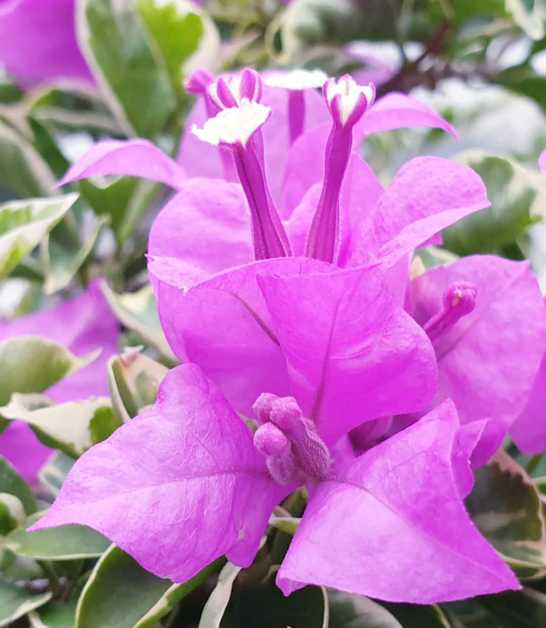 Meiyu H902 On Instagram 九重葛 葉子花 三角梅 賞花 手機攝影 Flowers Plants Rose Meiyu H902 On Instagram 九重葛 葉子花 三角梅 賞花 手機攝影 Flowers Plants Rose