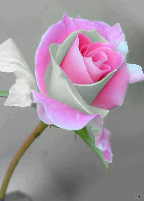 Rare Types Of Flowers Pinned By Donna Dinsmore Kohlman Rare Types Of Flowers Pinned By Donna Dinsmore Kohlman More