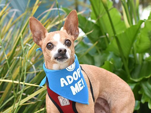 Pacific NW Dachshund Rescue...please check them out...you