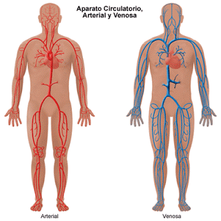 venas y arterias mas importantes del sistema circulatorio