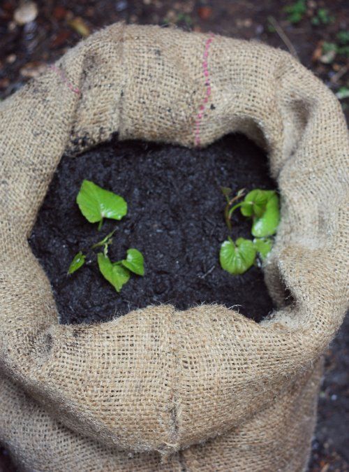 Sack O Potatoes Planting Sweet In A Bag Growing Planting Sweet Potatoes In A Bag