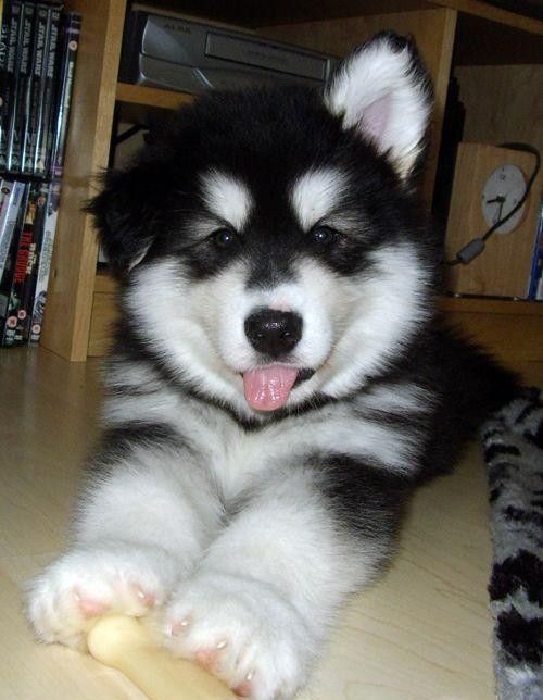 Always Wanted One Soo Cute 3 Anjing Husky Binatang Anak Anjing