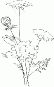 Download Flowers:Wild Carrot Flower Coloring Pages Wild Carrot Queen Annes Lace Coloring Page with Array ...