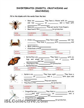 Invertebrates Worksheets Free Printable Vertebrates Worksheets High School Vertebrates And Invertebrates Vertebrates Invertebrates