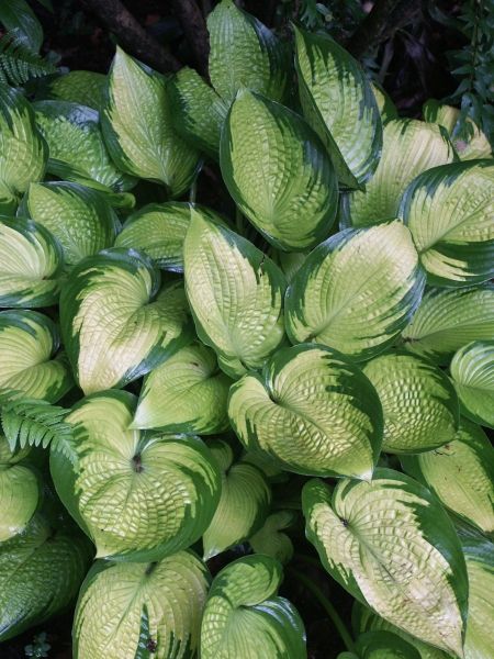 Hostas For Sale >> Hosta Inniswood Hostas In My Garden Garden Plants Hosta Gardens Hostas For Sale >> Hosta Inniswood Hostas In My Garden Garden Plants Hosta Gardens