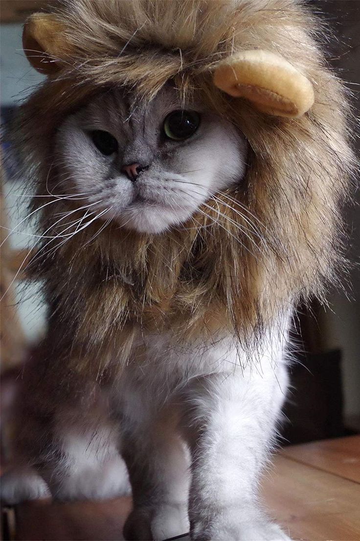 Pin on Halloween Costumes for Our Furry Friends
