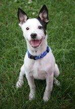 Fox Valley Humane Association Appleton Wisconsin Learn About