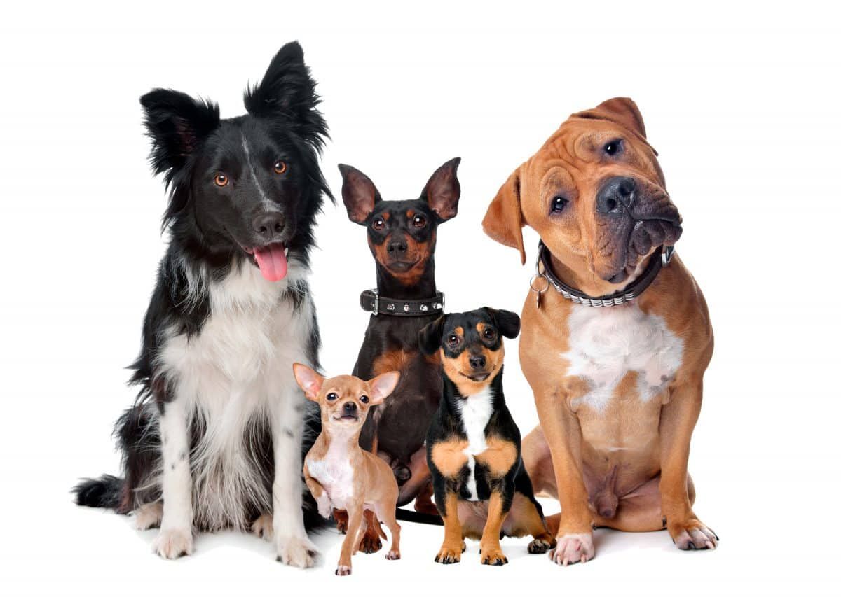 Razas de perros pequeños para personas mayores - Todas las que existen y cuáles son las mejores - Aperrados.com Best Dogs, Scooby Doo, Pitbulls, Cow, Pets, Animals, Fictional Characters, Apple Pie, Graphics