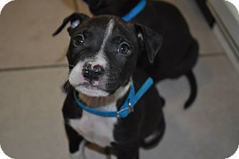 Pin On Adoptable Dogs