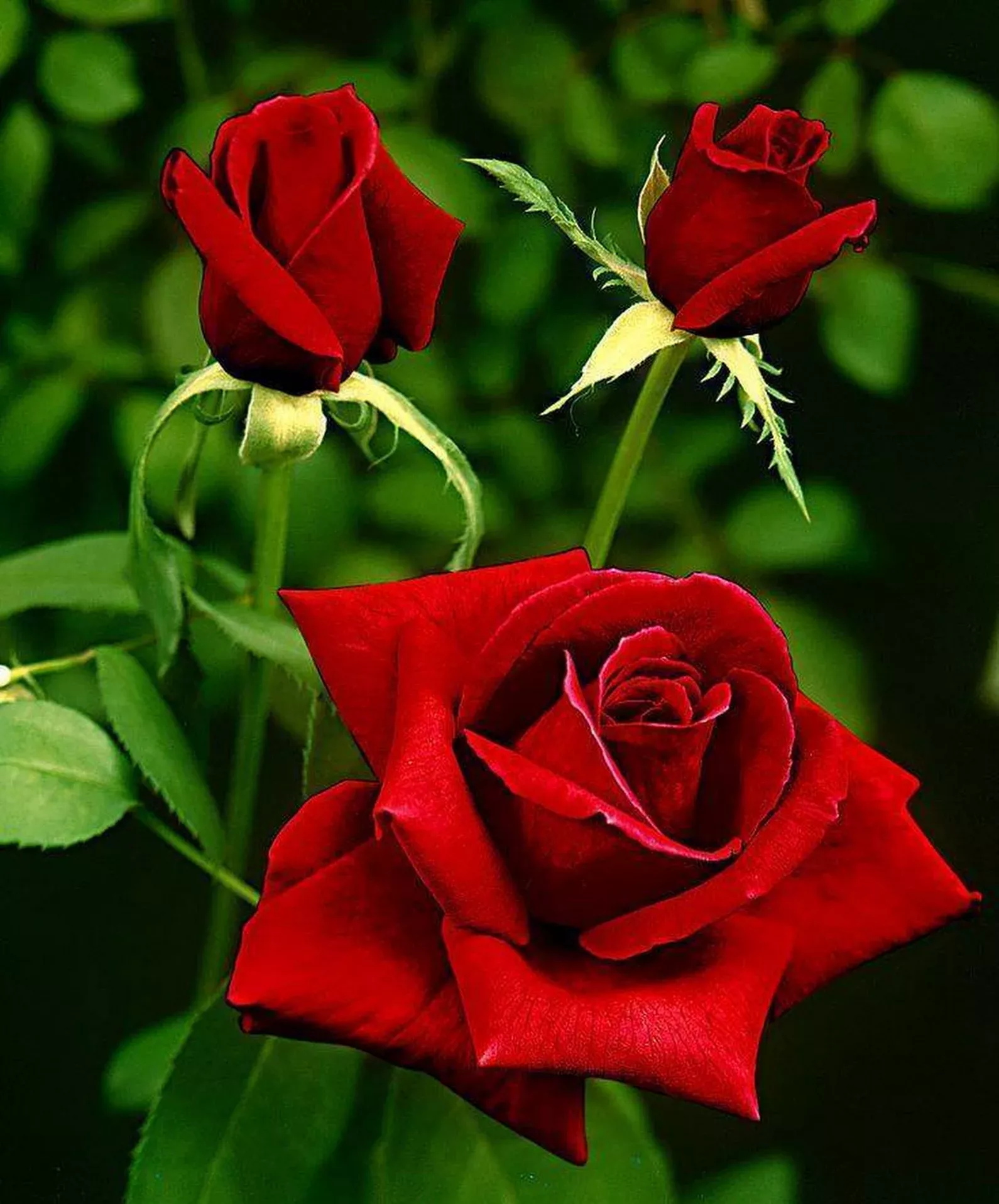 Pleasing Beautiful Flowers Roses Pleasing Beautiful Flowers Roses
