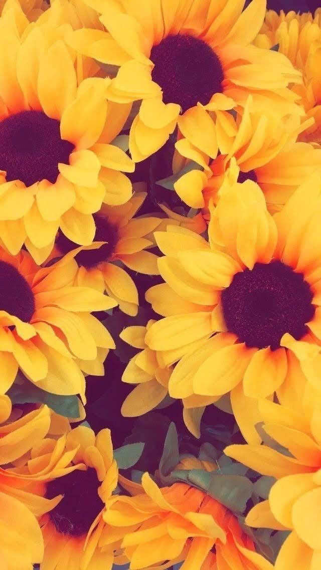Sunflower Wallpaper Tumblr Iphone Pin by Kesiaveler on Wallpaper | Iphone wallpaper pattern, Sunflower