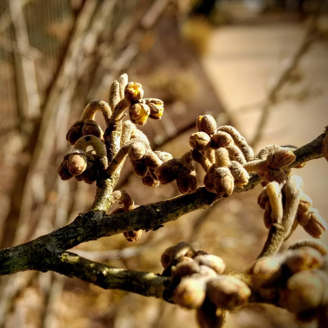 Witchhazel buds getting ready to open. hamamelis 