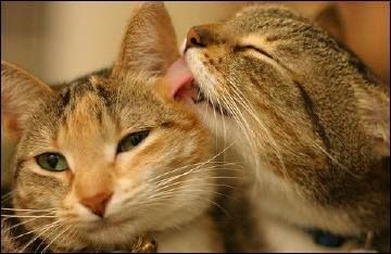 Si Tu Gato Te Lame El Cabello La Cara O Los Dedos Esta Tratando De Asearte De Acicalarte Es Un Gran Cumplido Dice Dodman Gatos Animales Raros Mascotas