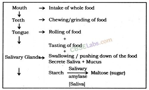 Life Processes Class 10 Notes Science Chapter 6
