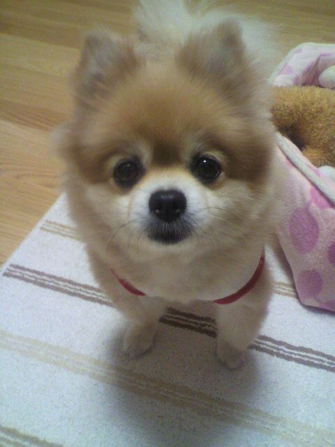 Kurutan 柴犬カット 柴犬 Kurutan 柴犬カット 柴犬