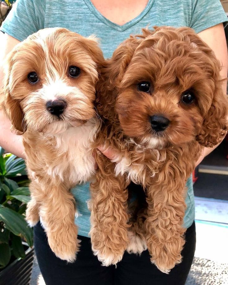 Cavapoos Are A Result Of Breeding Cavalier King Charles Spaniel With Poodle Also Known As Cavoodle The P Cute Baby Animals Cavapoo Puppies Cavapoo Puppies Cute