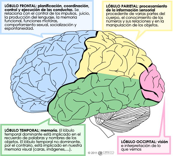 partes del cerebro y sus funciones pdf