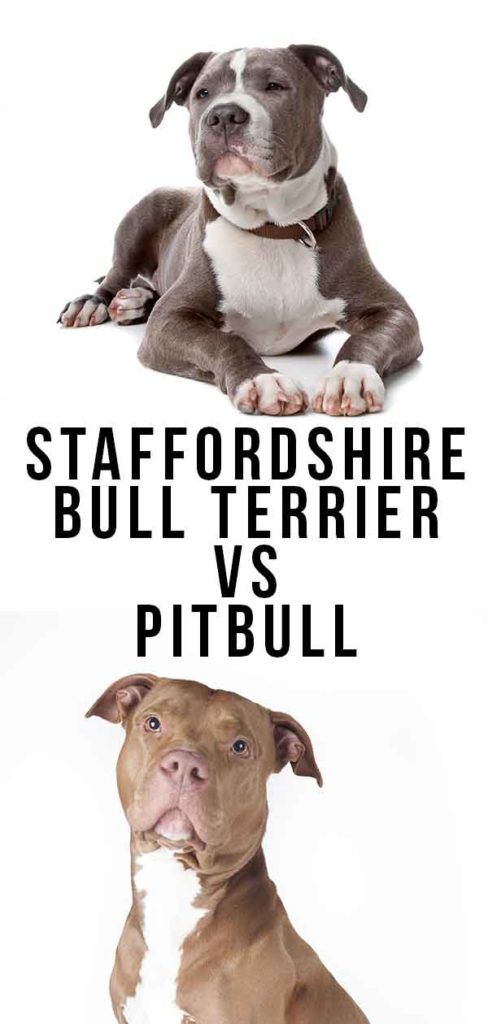 Staffordshire Bull Terrier Vs Pitbull - Which Is Best? | Pitbull bull