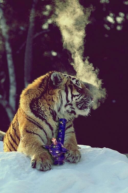Cute Smoke Cute Smoke