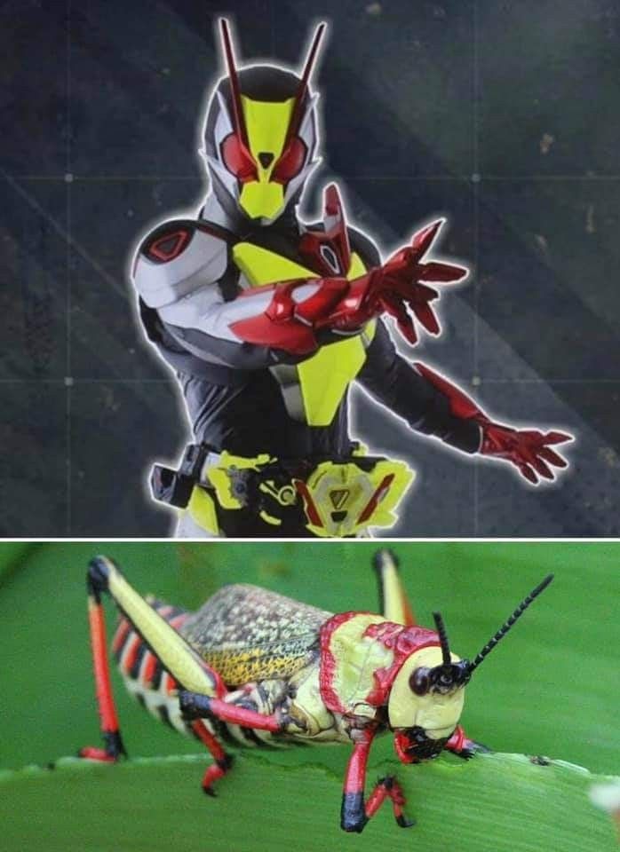 Single kamen