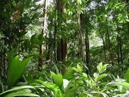 Amazon Rain Forest Brazil Rainforest Plants Amazon Rainforest