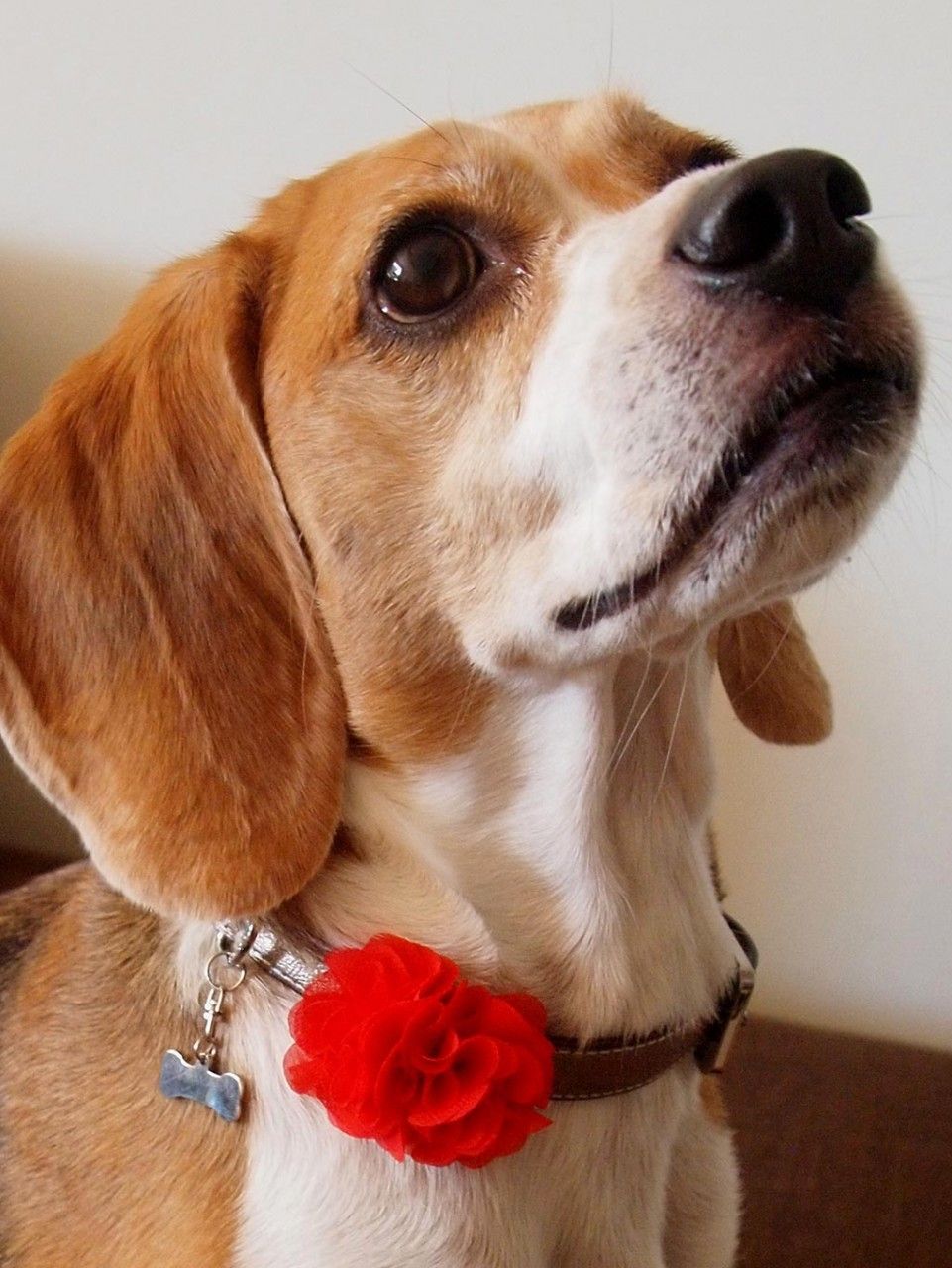 Florette Floral Collar Sliders Pet Products Dogs Puppy Dog