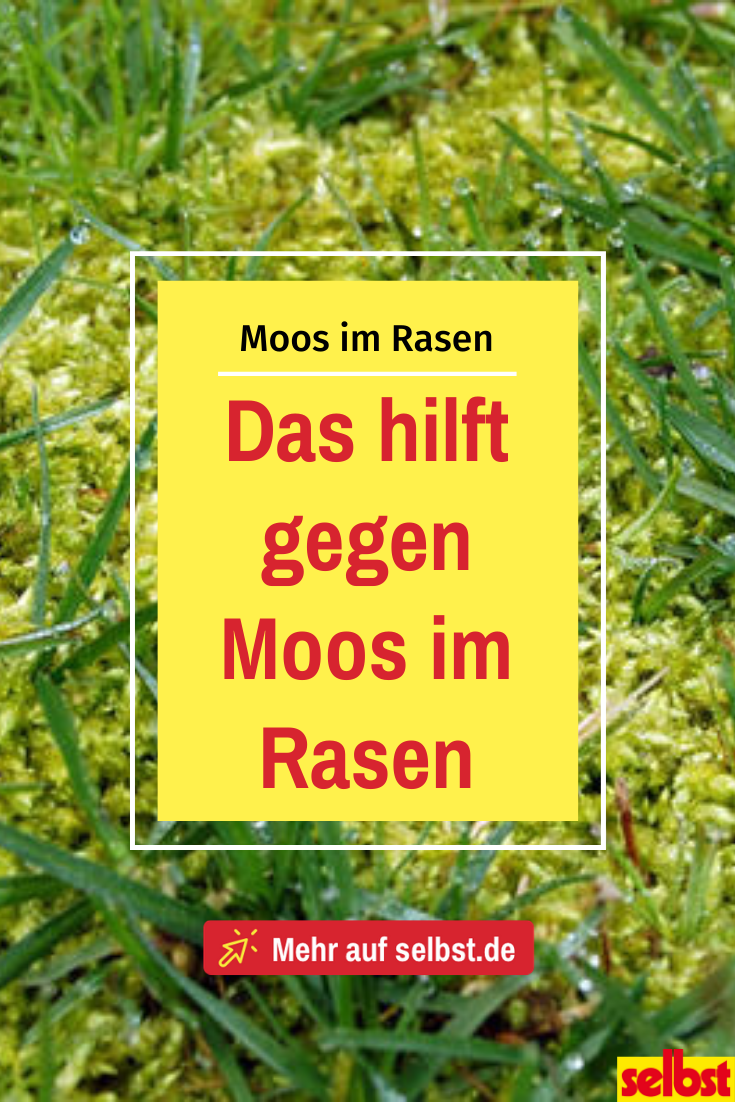 So verhinderst du Moos im Rasen!